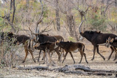 Ormanda vahşi bir grup..