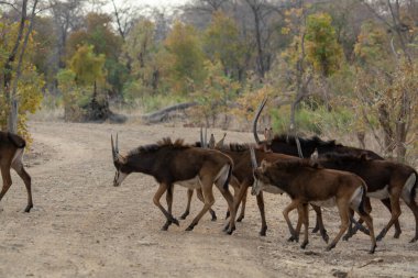 Parktaki vahşi kukudu..
