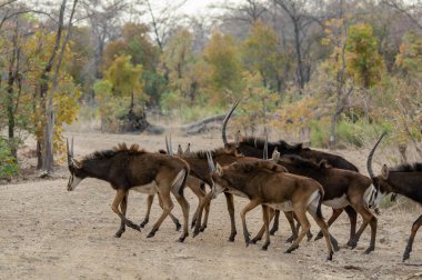 Afrika antilopları vahşi doğada