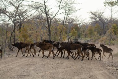 Ormandaki vahşi geyikler