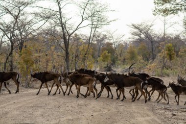 Bir grup vahşi kukudu.