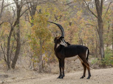 Parktaki erkek ceylan antilobu