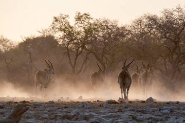 Afrikalı bok, sha x - 0 16: beyaz - bok - x - bok Etoşa Milli Parkı 'ndaki su birikintisi,