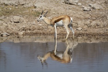 Gölde güzel bir ceylan resmi.