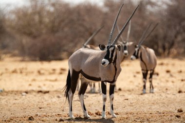 Etoşa 'daki Afrika antilobu