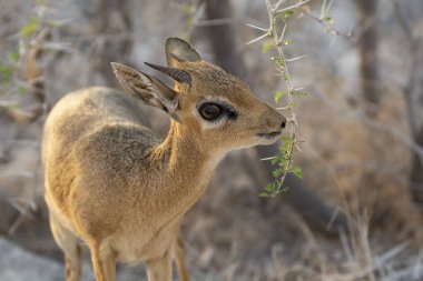 Vahşi doğada sevimli kırmızı bir geyik.