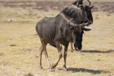 Leopar, görkemli ve yakalanması zor, vahşi doğada eşsiz bir zarafet ve güçle süzülüyor. Afrika Hayvanı