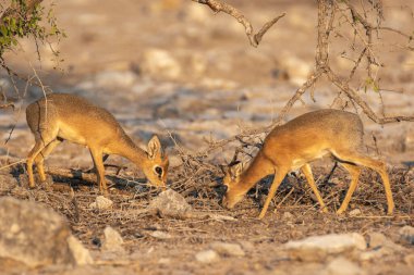 Leopar, görkemli ve yakalanması zor, vahşi doğada eşsiz bir zarafet ve güçle süzülüyor. Afrika Hayvanı