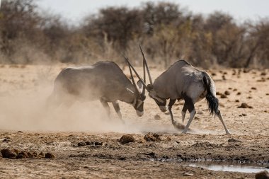 Leopar, görkemli ve yakalanması zor, vahşi doğada eşsiz bir zarafet ve güçle süzülüyor. Afrika Hayvanı