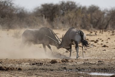 Leopar, görkemli ve yakalanması zor, vahşi doğada eşsiz bir zarafet ve güçle süzülüyor. Afrika Hayvanı