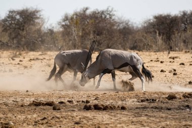 Leopar, görkemli ve yakalanması zor, vahşi doğada eşsiz bir zarafet ve güçle süzülüyor. Afrika Hayvanı
