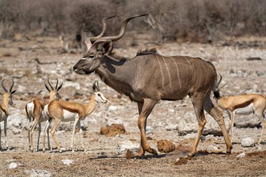 Leopar, görkemli ve yakalanması zor, vahşi doğada eşsiz bir zarafet ve güçle süzülüyor. Afrika Hayvanı