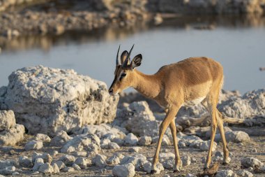 Leopar, görkemli ve yakalanması zor, vahşi doğada eşsiz bir zarafet ve güçle süzülüyor. Afrika Hayvanı