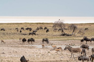 Leopar, görkemli ve yakalanması zor, vahşi doğada eşsiz bir zarafet ve güçle süzülüyor. Afrika Hayvanı