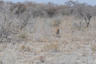 Leopar, görkemli ve yakalanması zor, vahşi doğada eşsiz bir zarafet ve güçle süzülüyor. Afrika Hayvanı