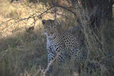 Leopar, görkemli ve yakalanması zor, vahşi doğada eşsiz bir zarafet ve güçle süzülüyor. Afrika Hayvanı