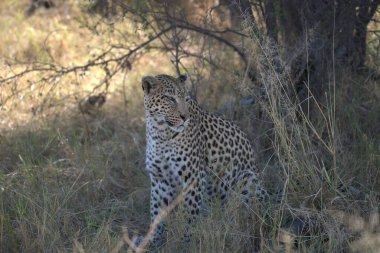 Leopar, görkemli ve yakalanması zor, vahşi doğada eşsiz bir zarafet ve güçle süzülüyor. Afrika Hayvanı