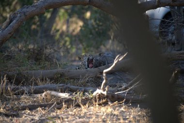 Leopar, görkemli ve yakalanması zor, vahşi doğada eşsiz bir zarafet ve güçle süzülüyor. Afrika Hayvanı