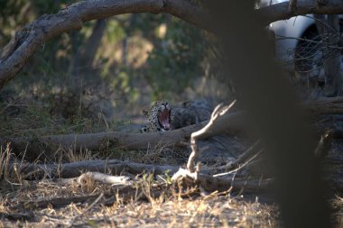 Leopar, görkemli ve yakalanması zor, vahşi doğada eşsiz bir zarafet ve güçle süzülüyor. Afrika Hayvanı