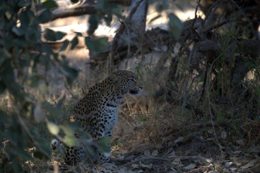 Leopar, görkemli ve yakalanması zor, vahşi doğada eşsiz bir zarafet ve güçle süzülüyor. Afrika Hayvanı