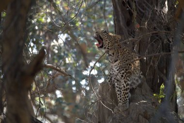 Leopar, görkemli ve yakalanması zor, vahşi doğada eşsiz bir zarafet ve güçle süzülüyor. Afrika Hayvanı