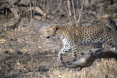 Leopar, görkemli ve yakalanması zor, vahşi doğada eşsiz bir zarafet ve güçle süzülüyor. Afrika Hayvanı