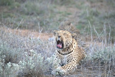 Leopar, görkemli ve yakalanması zor, vahşi doğada eşsiz bir zarafet ve güçle süzülüyor. Afrika Hayvanı
