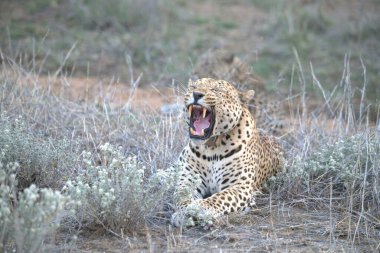 Leopar, görkemli ve yakalanması zor, vahşi doğada eşsiz bir zarafet ve güçle süzülüyor. Afrika Hayvanı