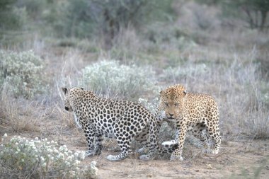 Leopar resimleri bu ikonik büyük kedinin güzelliğini, zarafetini ve ham gücünü yakalıyor. Vahşi yaşam meraklıları, hayvan severler ve doğanın zarafetinden etkilenen herkes için mükemmel. Her resim leoparın doğal ortamını gösteriyor.
