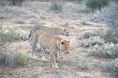 Leopar resimleri bu ikonik büyük kedinin güzelliğini, zarafetini ve ham gücünü yakalıyor. Vahşi yaşam meraklıları, hayvan severler ve doğanın zarafetinden etkilenen herkes için mükemmel. Her resim leoparın doğal ortamını gösteriyor.