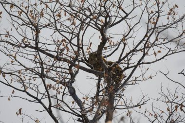 Leopar resimleri bu ikonik büyük kedinin güzelliğini, zarafetini ve ham gücünü yakalıyor. Vahşi yaşam meraklıları, hayvan severler ve doğanın zarafetinden etkilenen herkes için mükemmel. Her resim leoparın doğal ortamını gösteriyor.
