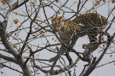 Leopar resimleri bu ikonik büyük kedinin güzelliğini, zarafetini ve ham gücünü yakalıyor. Vahşi yaşam meraklıları, hayvan severler ve doğanın zarafetinden etkilenen herkes için mükemmel. Her resim leoparın doğal ortamını gösteriyor.