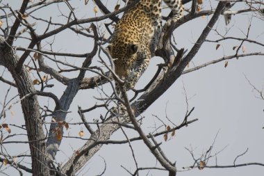 Leopar resimleri bu ikonik büyük kedinin güzelliğini, zarafetini ve ham gücünü yakalıyor. Vahşi yaşam meraklıları, hayvan severler ve doğanın zarafetinden etkilenen herkes için mükemmel. Her resim leoparın doğal ortamını gösteriyor.