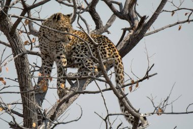 Leopar resimleri bu ikonik büyük kedinin güzelliğini, zarafetini ve ham gücünü yakalıyor. Vahşi yaşam meraklıları, hayvan severler ve doğanın zarafetinden etkilenen herkes için mükemmel. Her resim leoparın doğal ortamını gösteriyor.