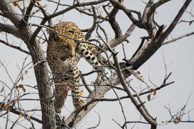 Leopar resimleri bu ikonik büyük kedinin güzelliğini, zarafetini ve ham gücünü yakalıyor. Vahşi yaşam meraklıları, hayvan severler ve doğanın zarafetinden etkilenen herkes için mükemmel. Her resim leoparın doğal ortamını gösteriyor.