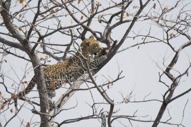Leopar resimleri bu ikonik büyük kedinin güzelliğini, zarafetini ve ham gücünü yakalıyor. Vahşi yaşam meraklıları, hayvan severler ve doğanın zarafetinden etkilenen herkes için mükemmel. Her resim leoparın doğal ortamını gösteriyor.