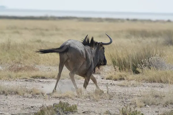 Bir erkek ve bir dişi boğa tarlada yürüyorlar.