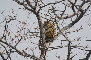 Leopar resimleri bu ikonik büyük kedinin güzelliğini, zarafetini ve ham gücünü yakalıyor. Vahşi yaşam meraklıları, hayvan severler ve doğanın zarafetinden etkilenen herkes için mükemmel. Her resim leoparın doğal ortamını gösteriyor.