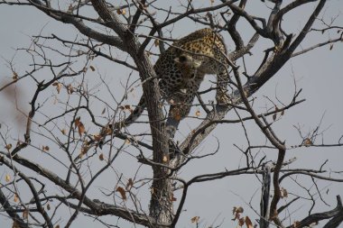 Leopar resimleri bu ikonik büyük kedinin güzelliğini, zarafetini ve ham gücünü yakalıyor. Vahşi yaşam meraklıları, hayvan severler ve doğanın zarafetinden etkilenen herkes için mükemmel. Her resim leoparın doğal ortamını gösteriyor.
