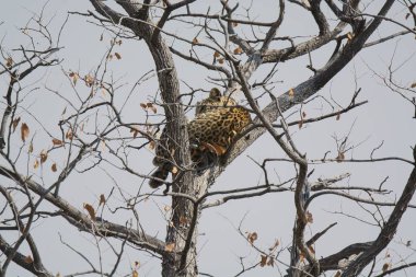 Leopar resimleri bu ikonik büyük kedinin güzelliğini, zarafetini ve ham gücünü yakalıyor. Vahşi yaşam meraklıları, hayvan severler ve doğanın zarafetinden etkilenen herkes için mükemmel. Her resim leoparın doğal ortamını gösteriyor.