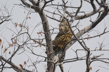 Leopar resimleri bu ikonik büyük kedinin güzelliğini, zarafetini ve ham gücünü yakalıyor. Vahşi yaşam meraklıları, hayvan severler ve doğanın zarafetinden etkilenen herkes için mükemmel. Her resim leoparın doğal ortamını gösteriyor.