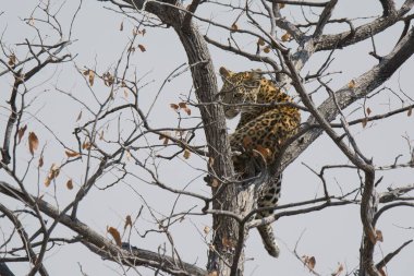 Leopar resimleri bu ikonik büyük kedinin güzelliğini, zarafetini ve ham gücünü yakalıyor. Vahşi yaşam meraklıları, hayvan severler ve doğanın zarafetinden etkilenen herkes için mükemmel. Her resim leoparın doğal ortamını gösteriyor.