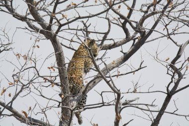 Leopar resimleri bu ikonik büyük kedinin güzelliğini, zarafetini ve ham gücünü yakalıyor. Vahşi yaşam meraklıları, hayvan severler ve doğanın zarafetinden etkilenen herkes için mükemmel. Her resim leoparın doğal ortamını gösteriyor.
