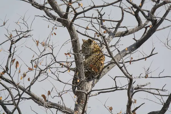 Leopar resimleri bu ikonik büyük kedinin güzelliğini, zarafetini ve ham gücünü yakalıyor. Vahşi yaşam meraklıları, hayvan severler ve doğanın zarafetinden etkilenen herkes için mükemmel. Her resim leoparın doğal ortamını gösteriyor.