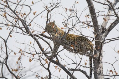  Leopar resimleri bu ikonik büyük kedinin güzelliğini, zarafetini ve ham gücünü yakalıyor. Vahşi yaşam meraklıları, hayvan severler ve doğanın zarafetinden etkilenen herkes için mükemmel. Her resim leoparın doğal ortamını gösteriyor.