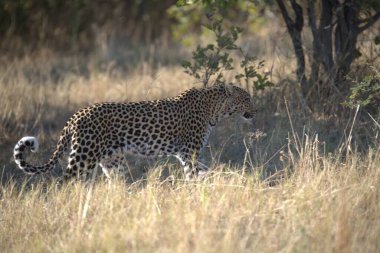  Leopar resimleri bu ikonik büyük kedinin güzelliğini, zarafetini ve ham gücünü yakalıyor. Vahşi yaşam meraklıları, hayvan severler ve doğanın zarafeti karşısında büyülenen herkes için mükemmel.