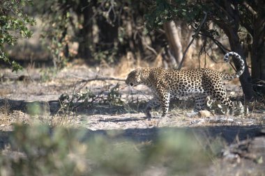 Leopar resimleri bu ikonik büyük kedinin güzelliğini, zarafetini ve ham gücünü yakalıyor. Vahşi yaşam meraklıları, hayvan severler ve doğanın zarafeti karşısında büyülenen herkes için mükemmel.
