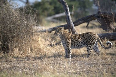  Leopar resimleri bu ikonik büyük kedinin güzelliğini, zarafetini ve ham gücünü yakalıyor. Vahşi yaşam meraklıları, hayvan severler ve doğanın zarafeti karşısında büyülenen herkes için mükemmel.