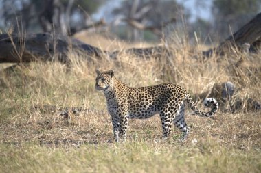  Leopar resimleri bu ikonik büyük kedinin güzelliğini, zarafetini ve ham gücünü yakalıyor. Vahşi yaşam meraklıları, hayvan severler ve doğanın zarafeti karşısında büyülenen herkes için mükemmel.