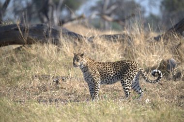  Leopar resimleri bu ikonik büyük kedinin güzelliğini, zarafetini ve ham gücünü yakalıyor. Vahşi yaşam meraklıları, hayvan severler ve doğanın zarafeti karşısında büyülenen herkes için mükemmel.